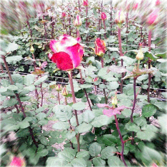 roseplants.gif